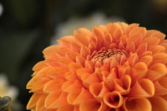 Come Coltivare Piante da Giardino in Base al Clima