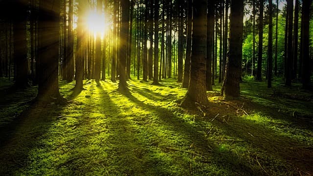 9 Consigli per Coltivare Piante Resistenti al Clima