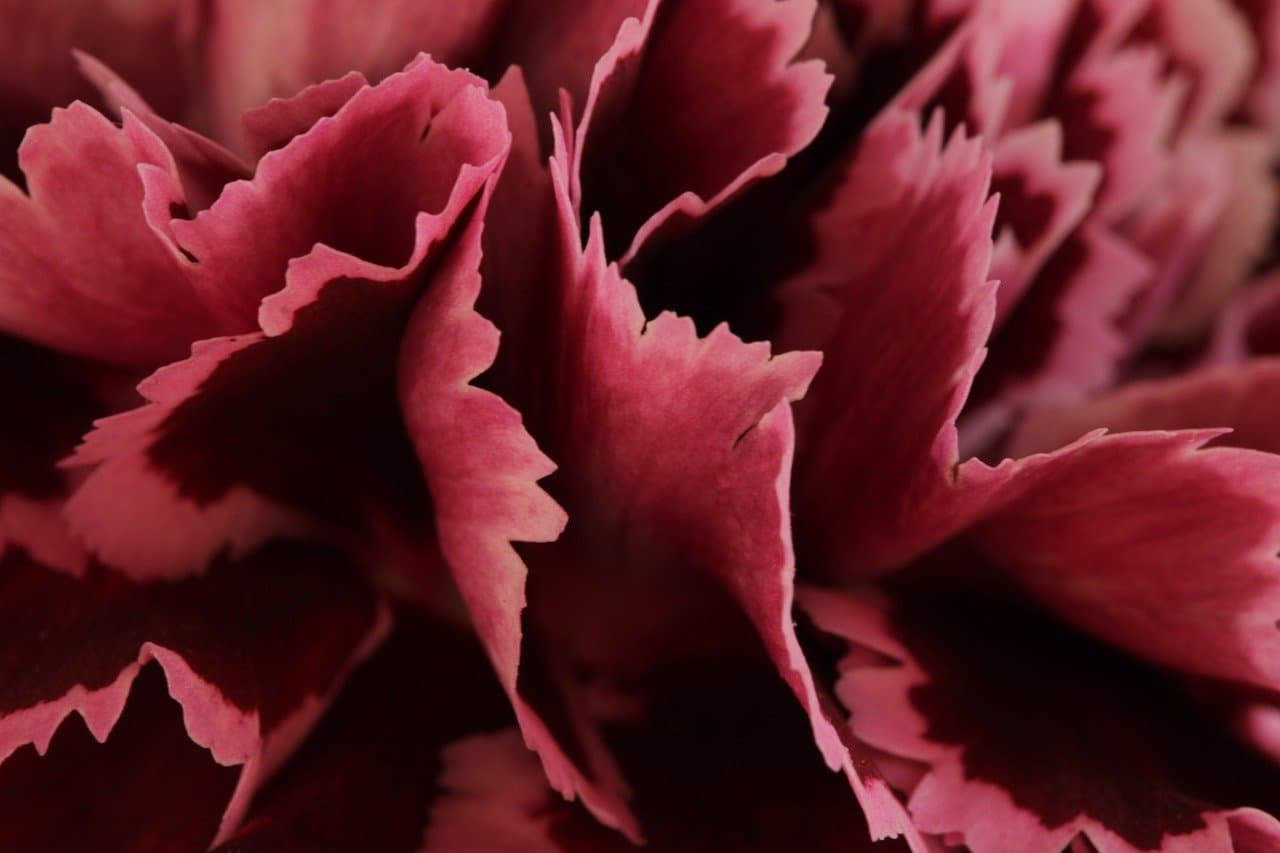 Come Creare un Giardino a Bassa Manutenzione: Tecniche e Consigli