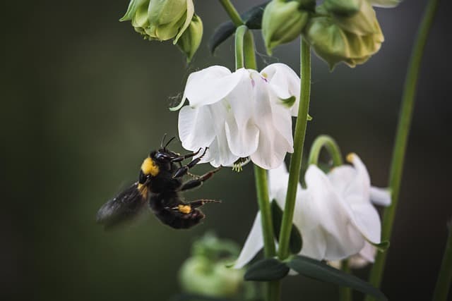 Come Coltivare un Giardino Biodiverso e Sostenibile