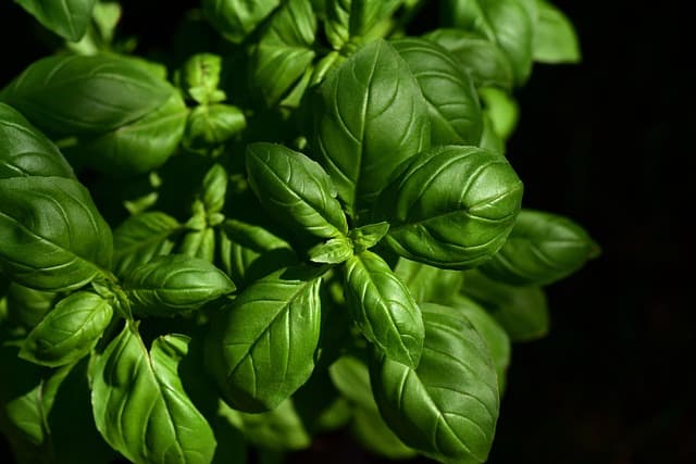 Come Coltivare Piante Aromatiche in Giardino: Guida Pratica