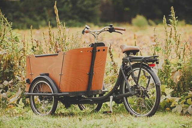 Come Coltivare Piante da Giardino Sostenibili e Resistenti