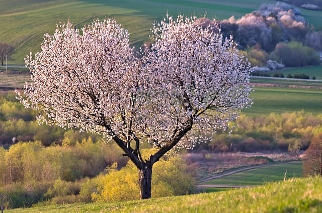 Come Coltivare Piante da Giardino in Base al Tempo e alle Stagioni