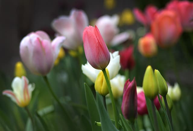 Come Coltivare un Giardino Fiorito: Guida Pratica