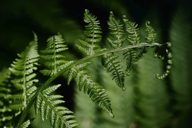 Come Coltivare Piante da Ombra nel Tuo Giardino