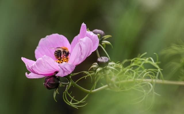 Come Creare un Giardino Sostenibile e Biodiverso